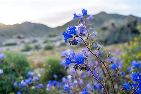 California Blue Bell Wildflower Seeds — San Diego Seed Company