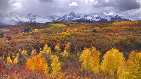 Autumn Birch Forest With Yellow Leaves Mountains With Snow Desktop Hd