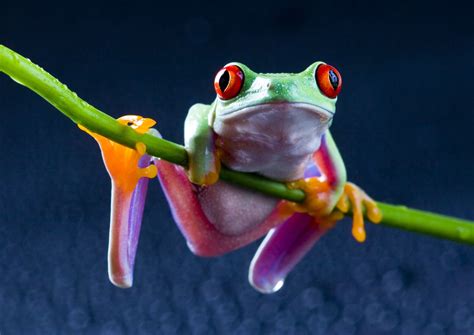 Fondos De Pantalla Anfibio Red Eyed Tree Frogs Fauna Vertebrado Fotograf A Macro Rana De
