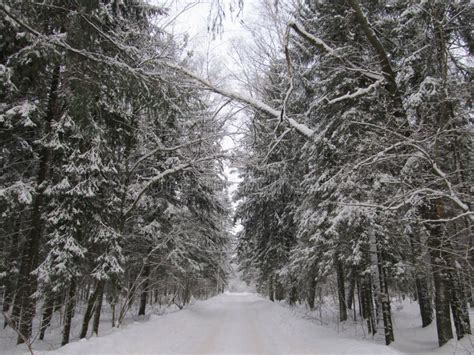 Winter Landscape High Snow Covered Fir Trees In The Forest And A