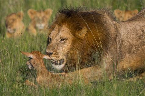 Lion And Topi Antelope Mara Africa Geographic