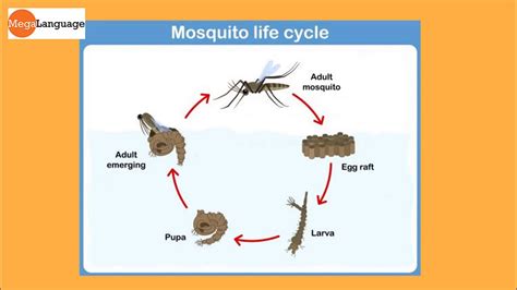 Life Cycle Of A Mosquito Ielts Writing Task 1 Process Megalanguage