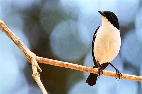 Banyak ditemukan di kawasan asia barat hingga tengah dan asia selatan hingga tenggara. DOWNLOAD Suara Burung Decu Mini Ngerol Gacor MP3 | HARGA