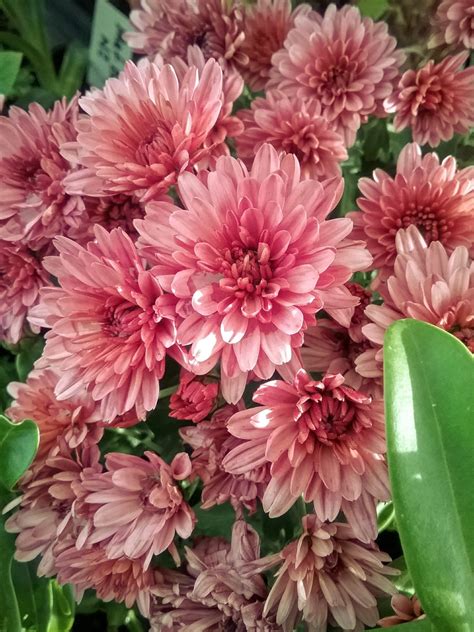 Chrysanthemum Rose Pink In 68mm Super Tube Trigg Plants