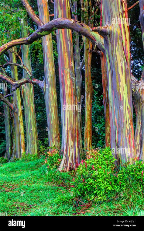 Usa Hawaii Maui Rainbow Eukalyptus Eucalyptus Deglupta