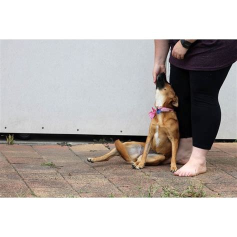 Brandi ~ Small Foxy X On Trial 3515 Small Female Fox Terrier Mix