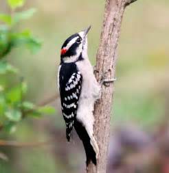 Downy Woodpecker - BirdWatching