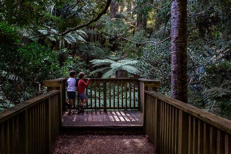 Parry Kauri Walk And Museum Warkworth Nz Lets Be Explorers