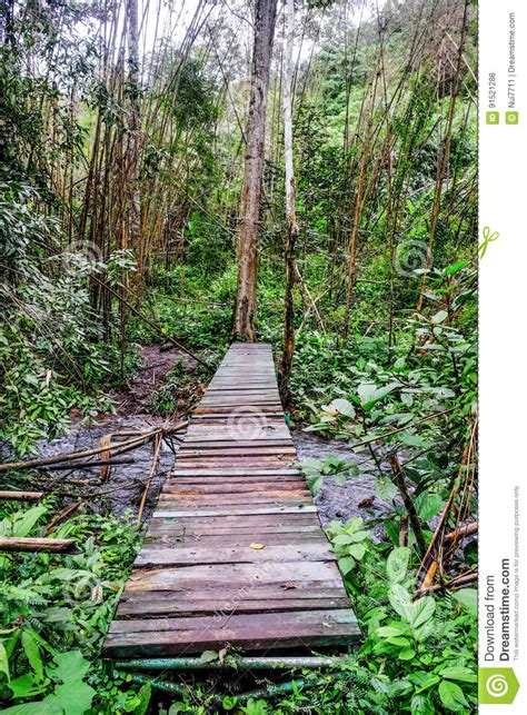 Wooden Bridge In Forest Thailand Stock Photo Image Of Jungle