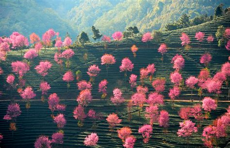 Pink Trees On The Hillsides Of China Photo One Big Photo