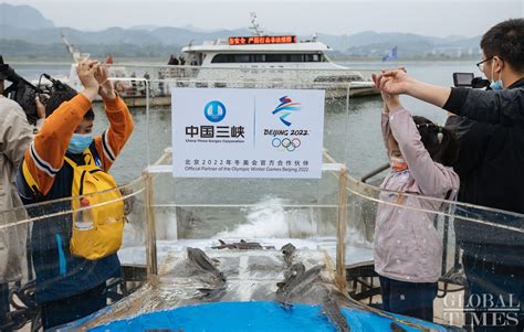 10000 Chinese Sturgeons Released Into Yangtze River The First Since