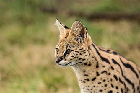 Serval — Animals — Destination Uganda Travelers