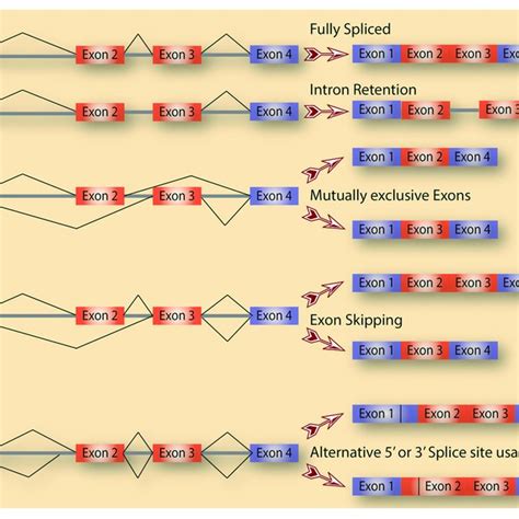 alternative splicing as a source of diversification a schematic download scientific diagram