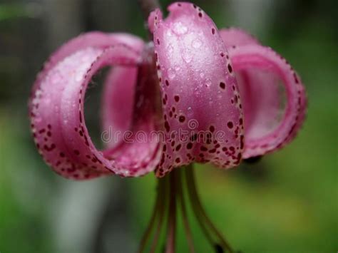 Beautiful Purple Forest Flower With Latin Name Lilium Martagon Covered