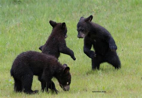 Wrestling Bear Cubs Osos
