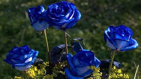 Natureflowersbluerosesarebloominginthegarden Blue Rose