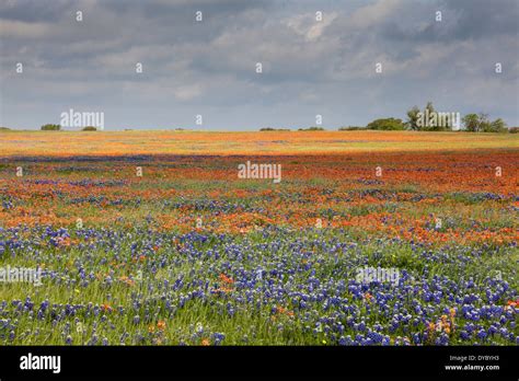 Field Of Texas Bluebonnets And Indian Paintbrush Wildflowers With Sun