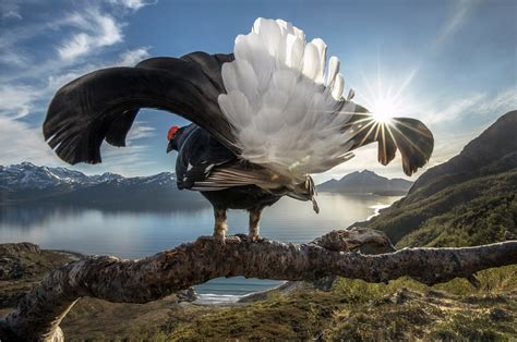 2019 Winners Of The Bigpicture Natural World Photography Competition