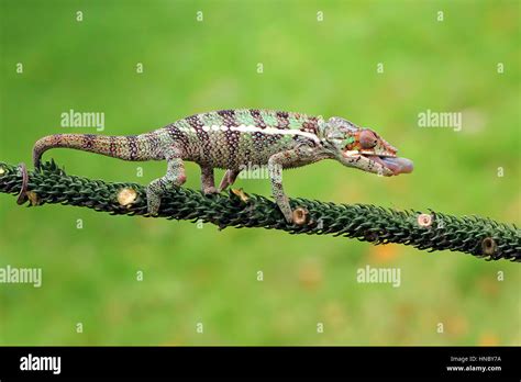 Veiled Chameleon Hunting Indonesia Stock Photo Alamy