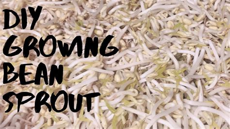 How To Grow Bean Sprouts Youtube