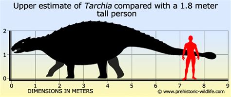 Tarchia este cel mai tânăr din punct de vedere geologic dintre toți dinozaurii ankilozauridi asiatici cunoscuți. Tarchia