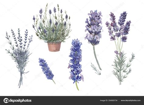 Lavanda Provence Aquarela Padr O Impress O T Xtil Aromaterapia Ervas