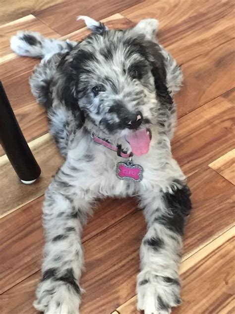 The great dane's 'gentle giant' nickname is well earned by its loving, quiet persona. Great Danoodle (Great Dane X Poodle Mix) Info, Temperament, Puppies, Pictures