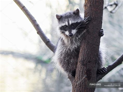 Raccoon On Tree Branch Procyon Lotor San Francisco California Usa