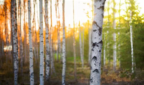 Birch Tree Poaching Linked To Trendy Home Decor