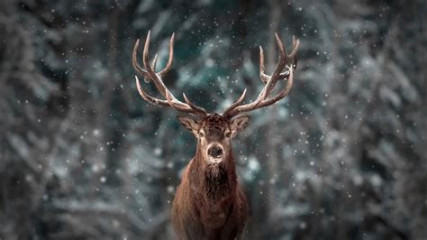 Reindeer Digital Art 4k Hd Artist 4k Wallpapers Image