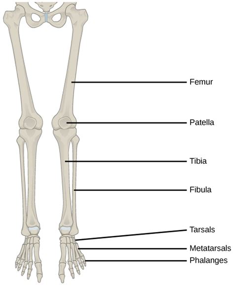 A leg bone is a bone found in the leg. Biology, Animal Structure and Function, The ...