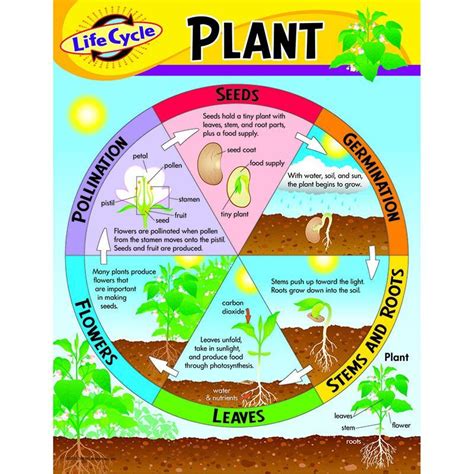 Chart Life Cycle Of A Plant K 3