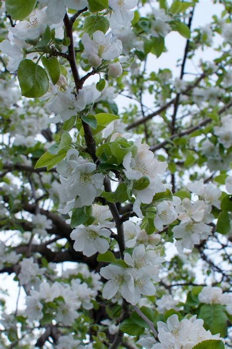 White Crabapple Tree Blossoms Closeup Stock Photo Image Of Blossom