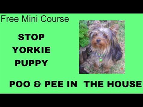 Yorkies are known for their long, flowing, silky coats, which swish around the show ring. **WOW** Potty Train Puppy Yorkie Yorkshire Terrier- Free ...