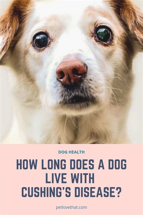 How Long Does A Dog Live With Cushings Disease Cushings Disease Dogs