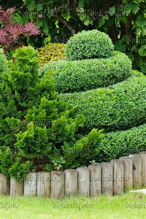 Image Common Boxwood Buxus Sempervirens With Spiral Shape 473187