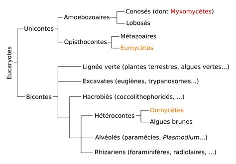 Classification Phylogénétique Des Animaux Cycle 3