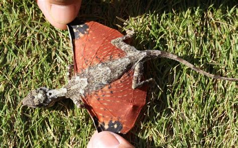 Flying lizards (draco blanfordii) also called the 'flying dragons' or gliding lizards, these species are able to glide because on each side of the. Real-Life Flying Dragons Found In Indonesia