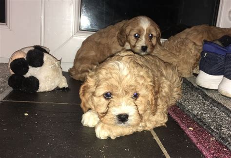She is a playful and relaxed puppy. Cavapoo Puppies For Sale | Virginia City, NV #333308