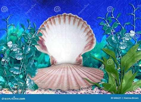 Sea Shells Mermaid Stock Images