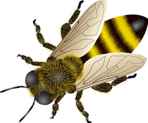 Bee Png Transparent Image Download Size 1744x1448px