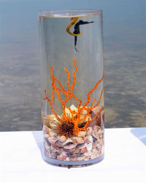 Exotic flowers in bold colors or even more simple and elegant flowers that can withstand the heat and sun can all be awesome options! Sea Life Centerpieces | Beach Theme Centerpieces | Beach ...