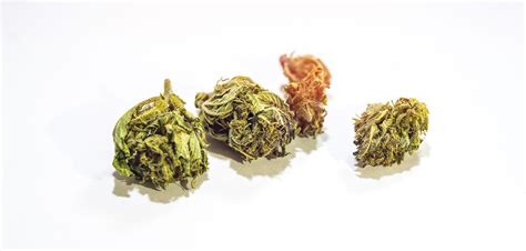 Pink Panties Strain Review Taste Effects Flavor And Effects