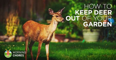 Note that some of these tips will also work for if you have a yard with a garden, snakes might use it as a place to hide during the day. Deer Repellent: 21 Ways to Keep Deer Out of Your Garden ...