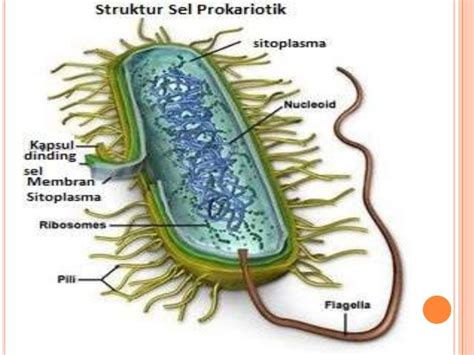 Gambar Struktur Sel Bakteri Lengkap Dengan Keterangan Bagian Bagiannya