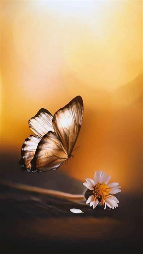 Butterfly Spring Glitter Good Morning Hd Phone Wallpaper Peakpx