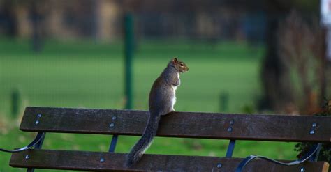 Brown Squirrel On Brown Wooden Bench · Free Stock Photo