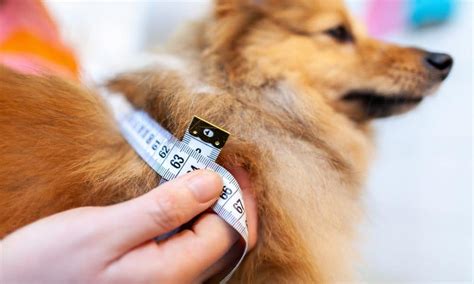 Is Your Dog Overweight Heres How To Tell The Dogington Post