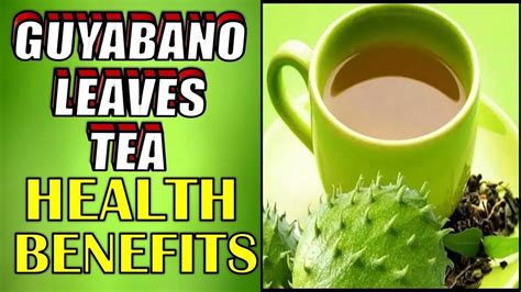 6 incredible health benefits of drinking guyabano leaves tea side effects how to make it