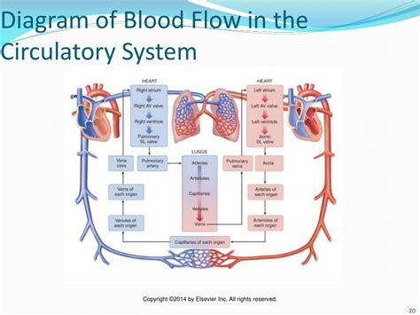 Circulatory System Flow Chart Of Blood Robhosking Diagram Vrogue